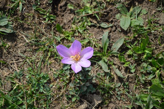 Colchicum lusitanicum